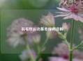  羽毛球运动基本规则详解