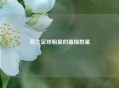荷兰足球明星的璀璨群星