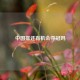 中国排还有机会夺冠吗